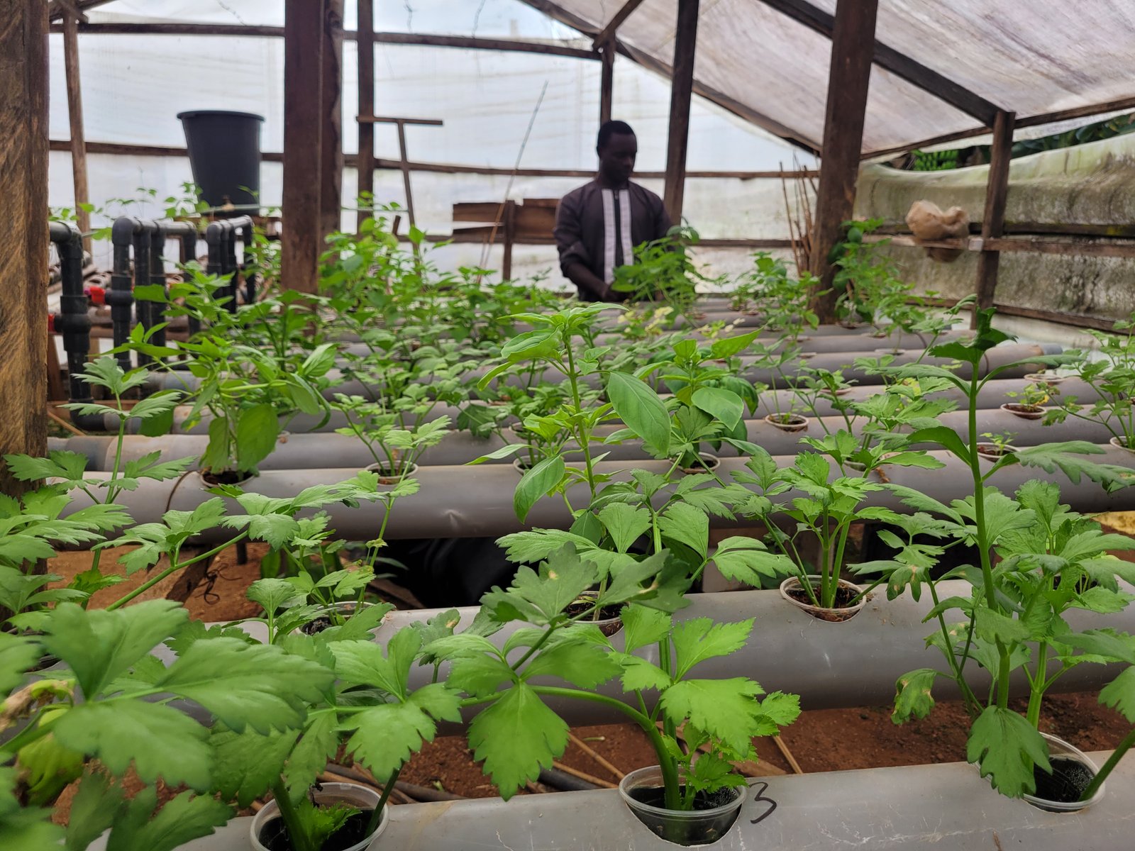 Restoring Soil Health Through Nature-Based Solutions 20251126 1354511