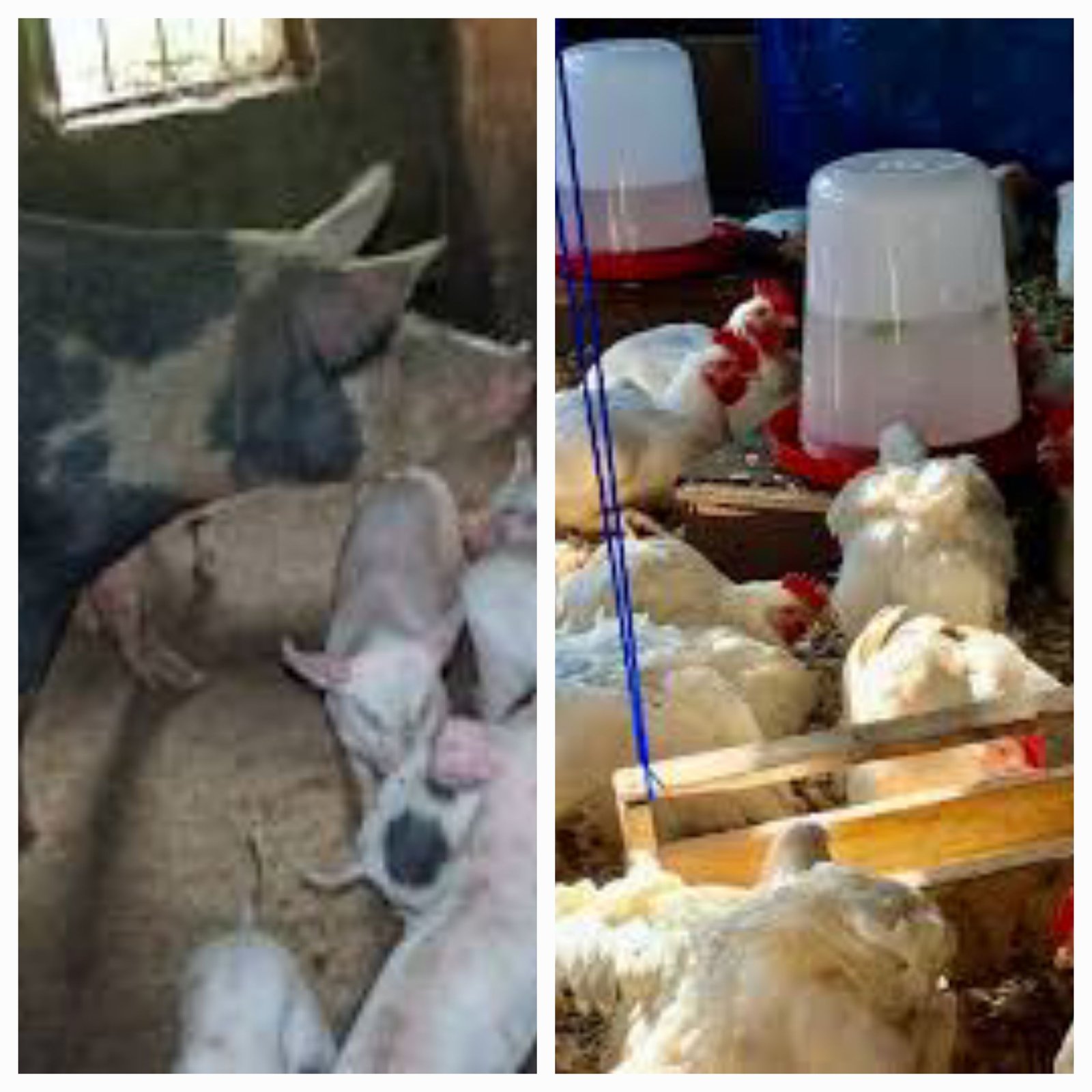 Livestock, Organics and Climate-Smart Farming—A Complete Farm System 20251209 2049481