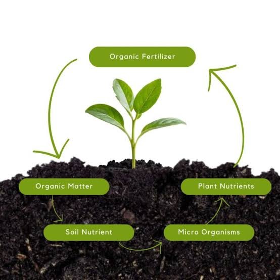 Restoring Soil Health Through Nature-Based Solutions Images 31