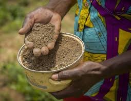 Restoring Soil Health Through Nature-Based Solutions Images 61