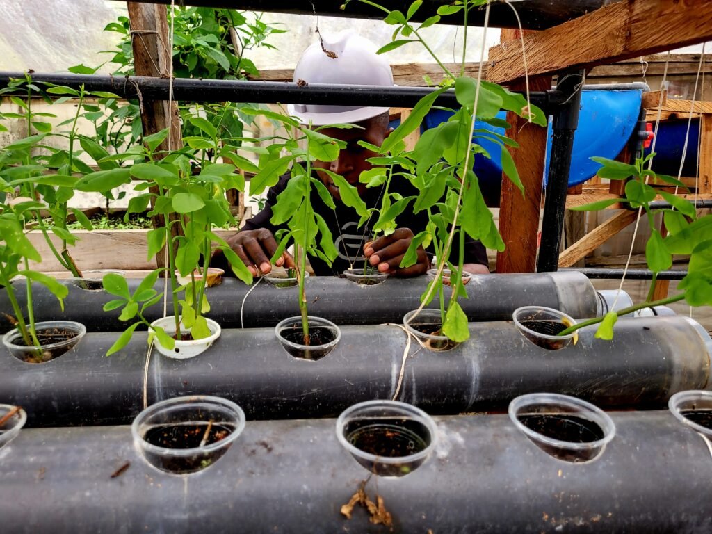 Growing Resilience: Our Journey with Hydroponics and Aquaponics at R.E.L.N 20251126 135837